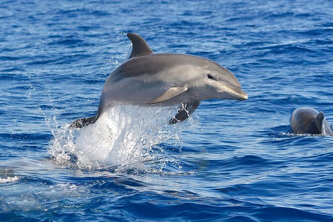 Dolphin Watching Tour with Snorkeling from Olbia - Price, timing, and practical value