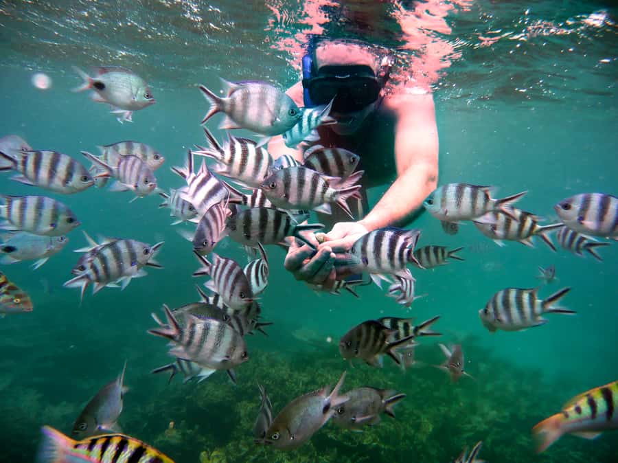 Dolphins: Private, Snorkel, CrystalRock, ileoBenitiers,lunch - BBQ lunch on Île aux Bénitiers