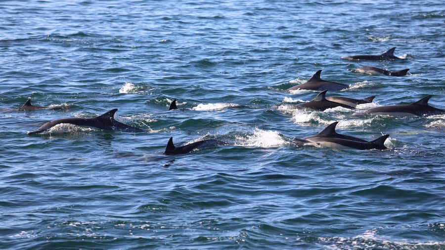 Dolphins: Private, Snorkel, CrystalRock, ileoBenitiers,lunch - Weather, comfort, and practical limits
