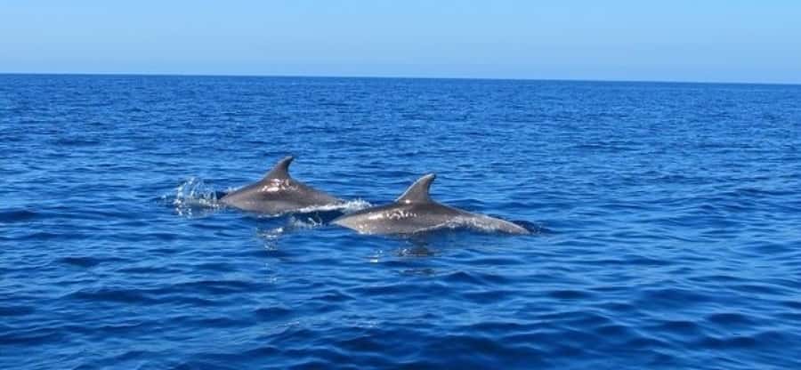 Dolphins: Private, Snorkel, CrystalRock, ileoBenitiers,lunch - Who will enjoy this Mauritius excursion most