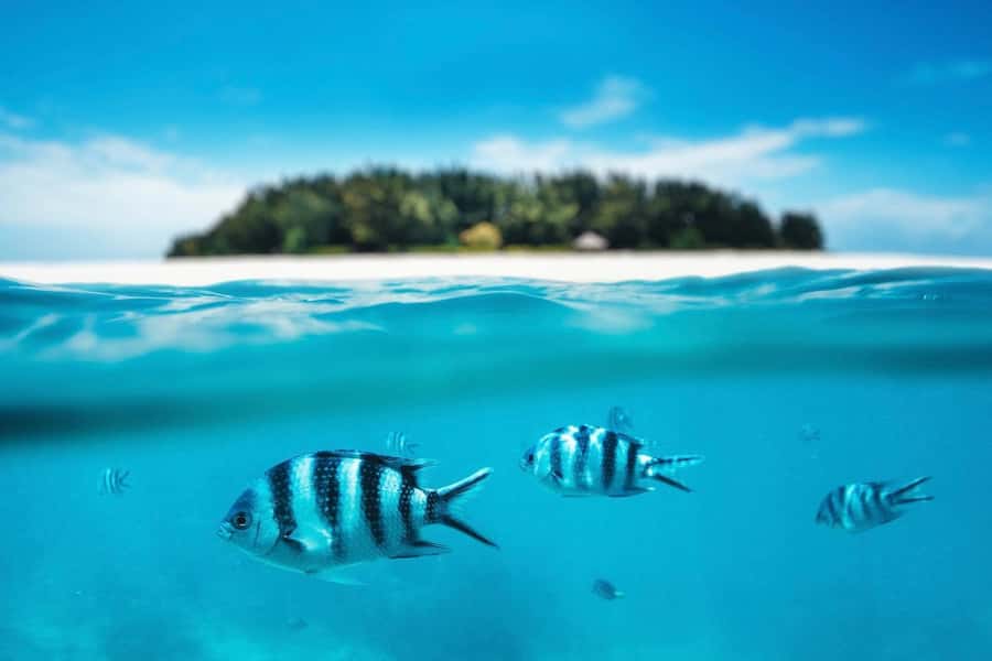 Dolphins tour + mnemba island snorkeling + salaam turles - Is $150 per person good value?