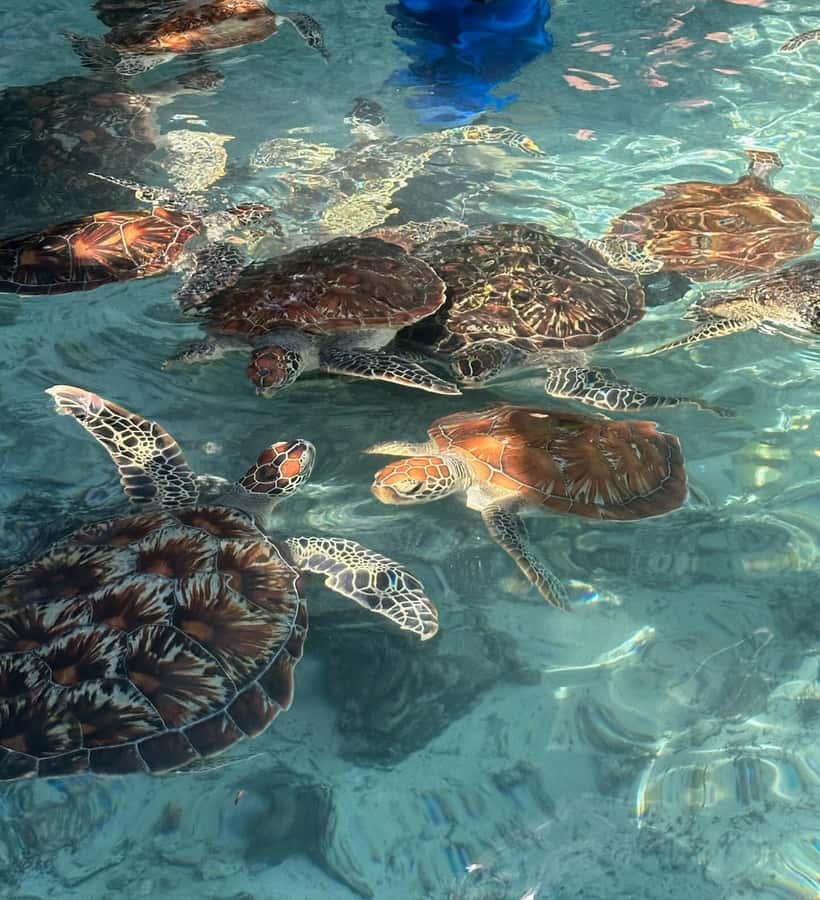Dolphins tour + mnemba island snorkeling + salaam turles - Dolphin watching without false promises