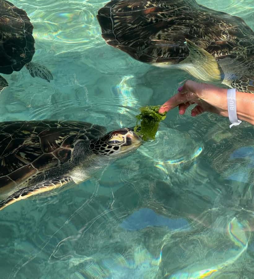 Dolphins tour + mnemba island snorkeling + salaam turles - Salaam Cave Aquarium and the turtle stop
