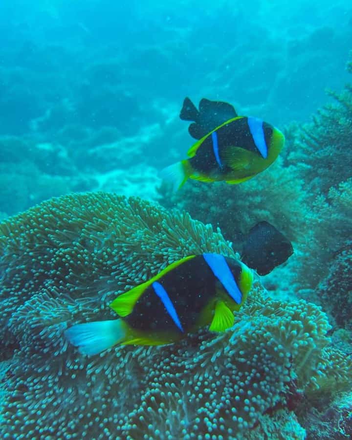 Dolphins tour + mnemba island snorkeling + salaam turles - Guides, languages, and the private-group setup