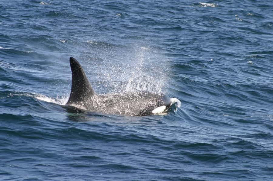 Dolphins & Whales, Private Tour Snorkeling - Key points before you book