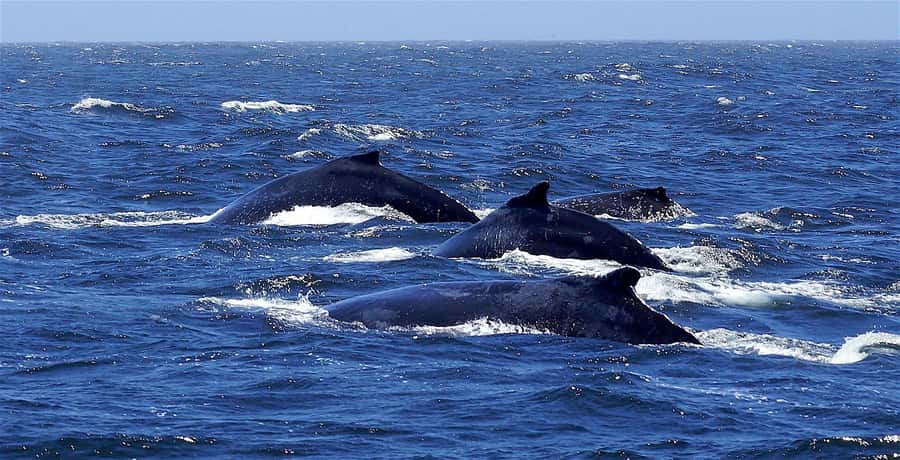 Dolphins & Whales, Private Tour Snorkeling - Setting out on a private Mauritius speedboat