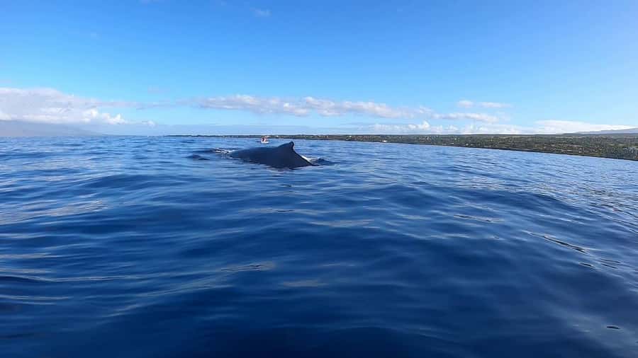 Dolphins & Whales, Private Tour Snorkeling - Swimming with dolphins in their natural setting