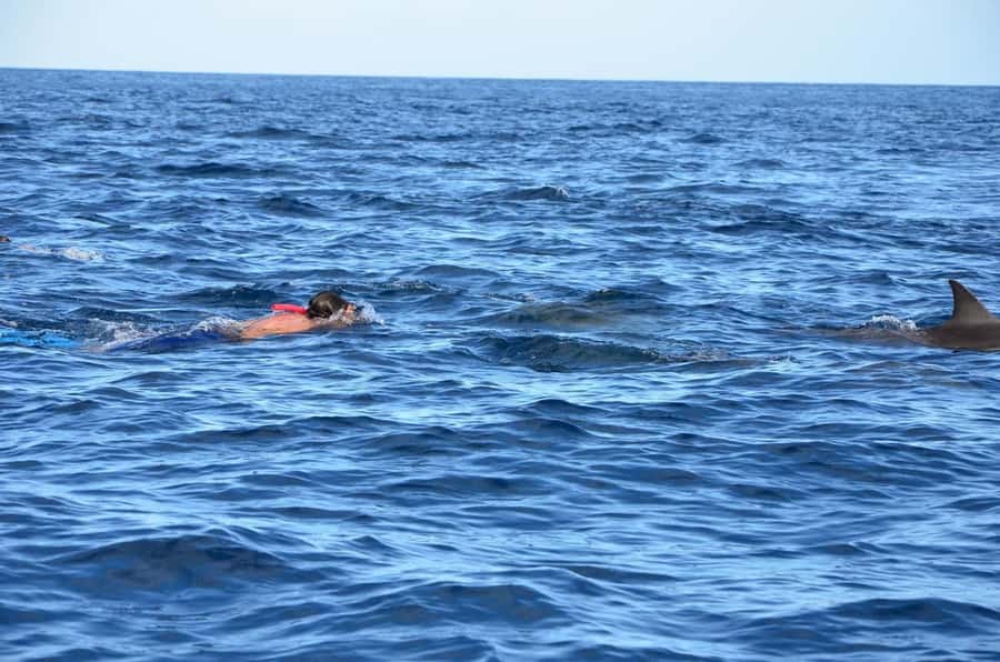 Dolphins & Whales, Private Tour Snorkeling - Mountain views from the water