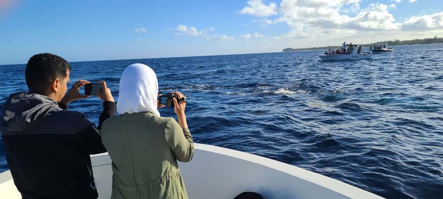 Dolphins & Whales, Private Tour Snorkeling - What the $635 price really buys