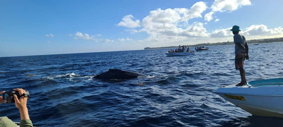 Dolphins & Whales, Private Tour Snorkeling - What to pack for the boat
