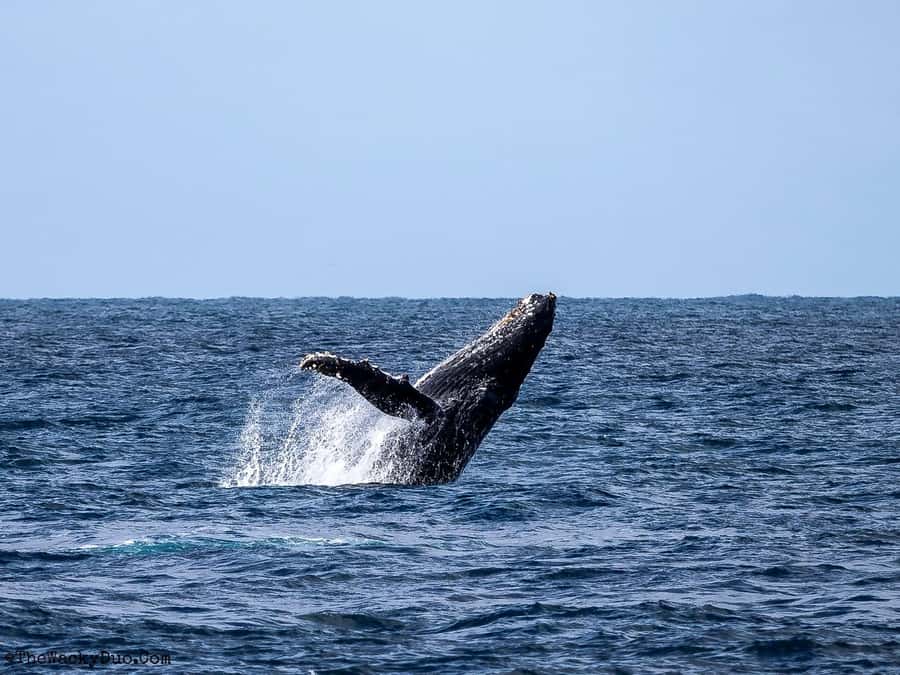Dolphins & Whales, Private Tour Snorkeling - Whale watching with Ali and the right animal etiquette