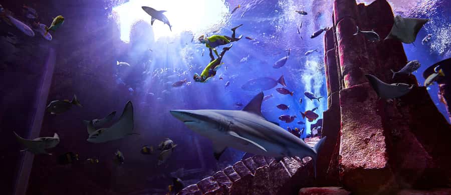 Dubai: The Lost Chambers Aquarium Snorkeling Experience - Floating Above 65,000 Marine Animals
