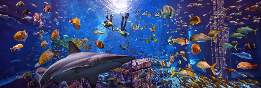 Dubai: The Lost Chambers Aquarium Snorkeling Experience - The Briefing Comes Before the Water