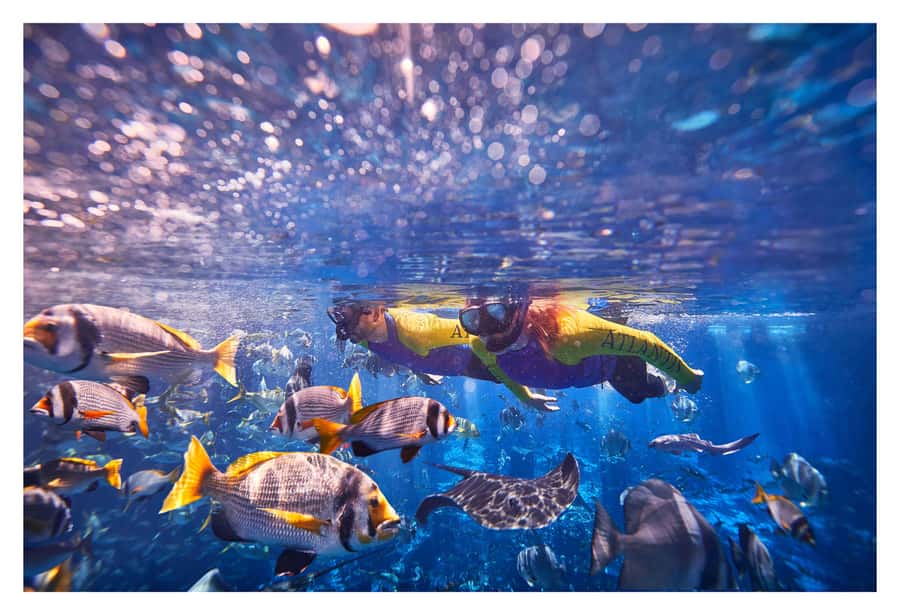 Dubai: The Lost Chambers Aquarium Snorkeling Experience - Why Beginners Often Feel Comfortable