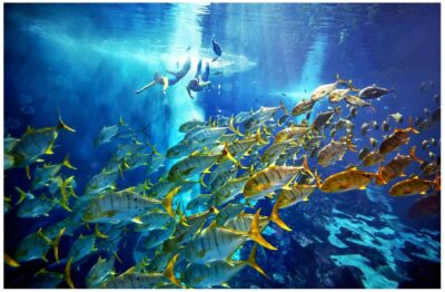 Dubai: The Lost Chambers Aquarium Snorkeling Experience