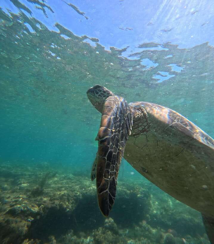 Dumaguete Apo Island Snorkel with turtle Tour - A local lunch with a view