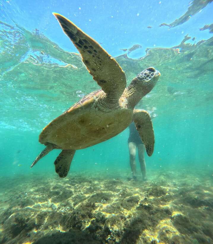 Dumaguete Apo Island Snorkel with turtle Tour - What to pack for a wet island day