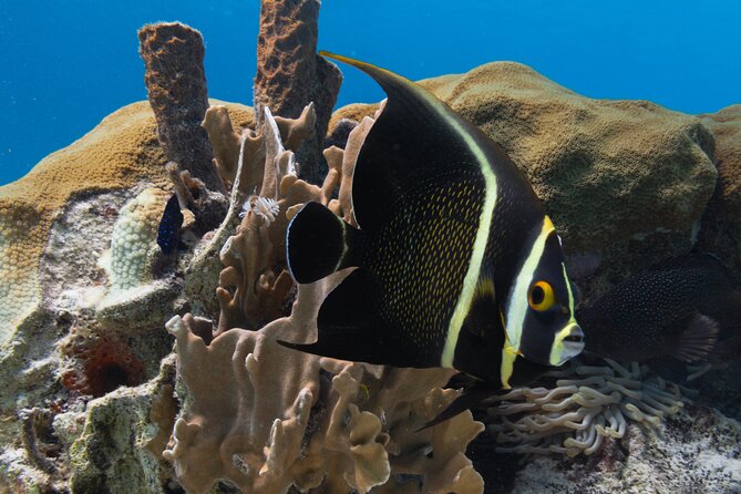 E-Snorkeling tour in Bonaire with easy Sea Scooters - One hour among Bonaire’s reef life