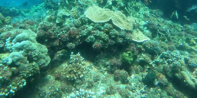 East Bali: Snorkeling Day Trip to Amed - Should you book the Amed snorkeling day trip?