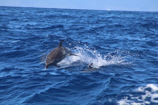 Eco-Raft Tour: Maui-Lanai Snorkel / Dolphin Watch (Semi-Private) - Dolphins, whales, turtles, and luck at sea
