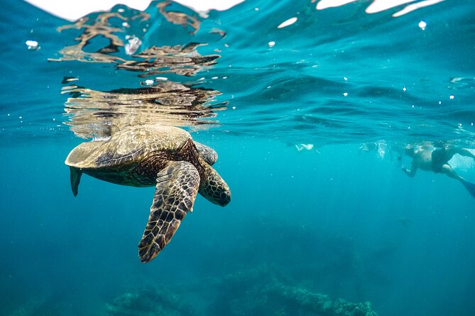 Eco-Raft Tour: Maui-Lanai Snorkel / Dolphin Watch (Semi-Private) - What you eat and drink on board