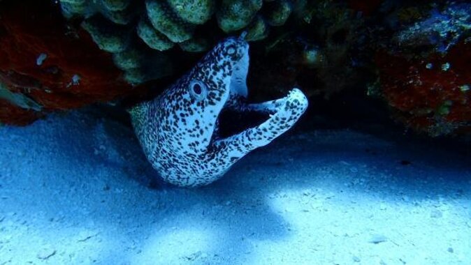 El Cielo Cozumel Snorkeling trip by Catamaran - What the $95 Cozumel catamaran trip really offers