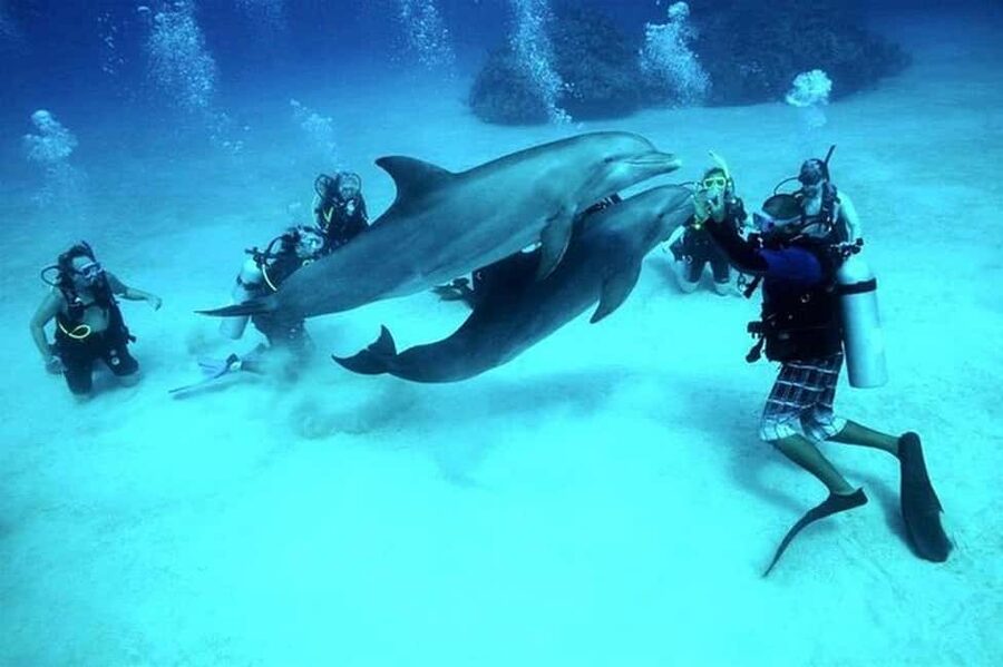 El Gouna Lagoon, Diving with Dolphin, Snorkeling & Lunch - A Gentle Start Through El Gouna’s Lagoons
