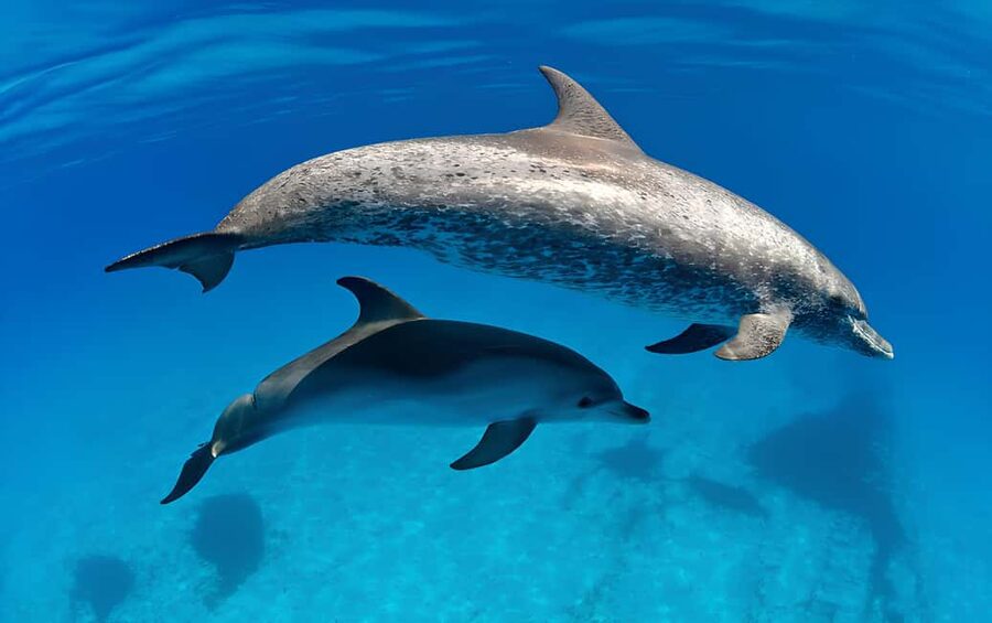 El Gouna Lagoon, Diving with Dolphin, Snorkeling & Lunch - The Boat, Crew, and Pace