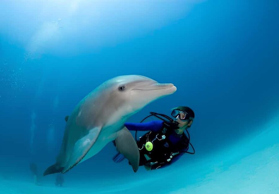 El Gouna Lagoon, Diving with Dolphin, Snorkeling & Lunch - Is $56 Good Value?