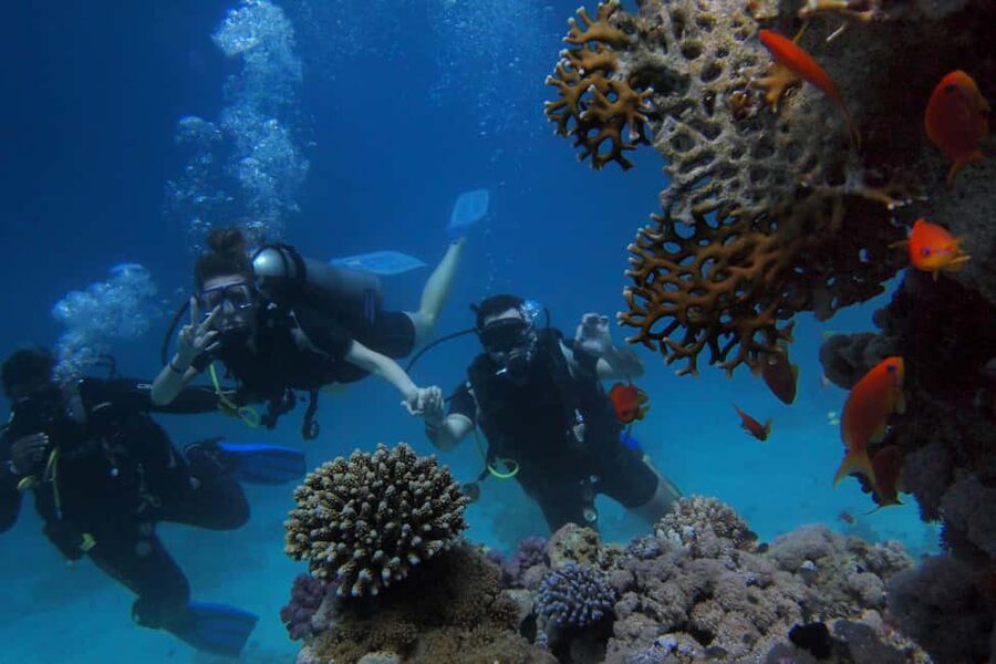 El Gouna Lagoon, Diving with Dolphin, Snorkeling & Lunch - Who Will Enjoy This Most