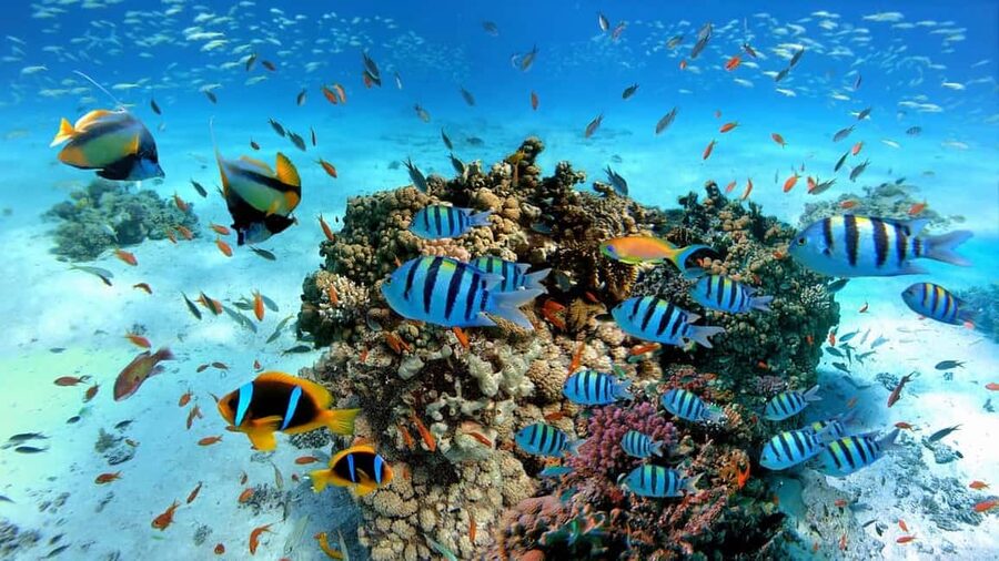 El Gouna Lagoon, Diving with Dolphin, Snorkeling & Lunch - Snorkeling and the Optional Underwater Session