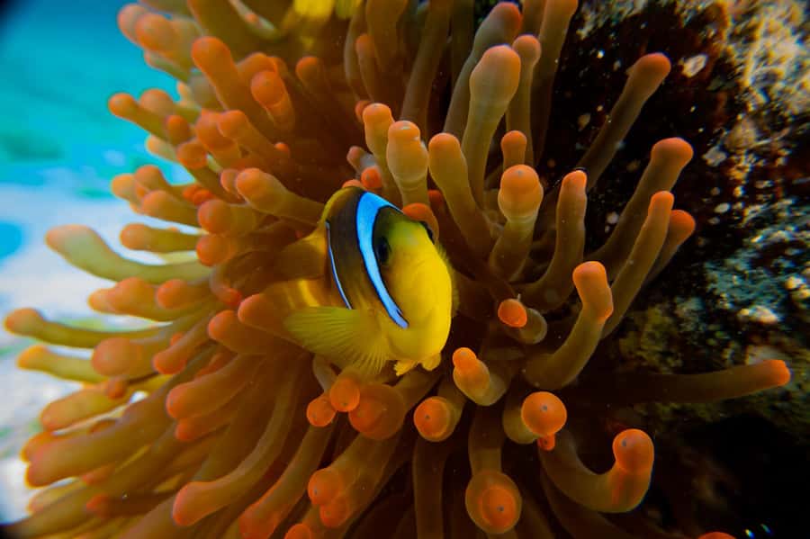 El Gouna: Red Sea Snorkeling Adventure with Transfers - Time to rest, eat, and enjoy the boat