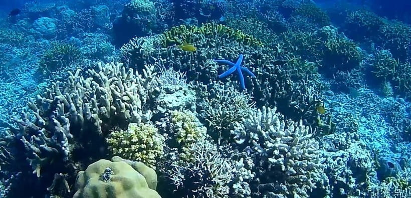 El Nido, Sibaltan: Private Snorkeling & Secret Islands Tour - Marine life and responsible snorkeling