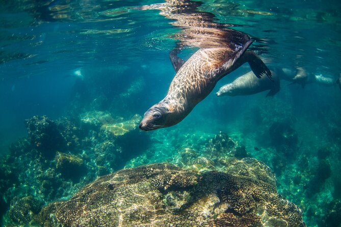 Espiritu Santo Island Snorkel & Sea Lion Adventure - Isla los Islotes and the sea lion swim