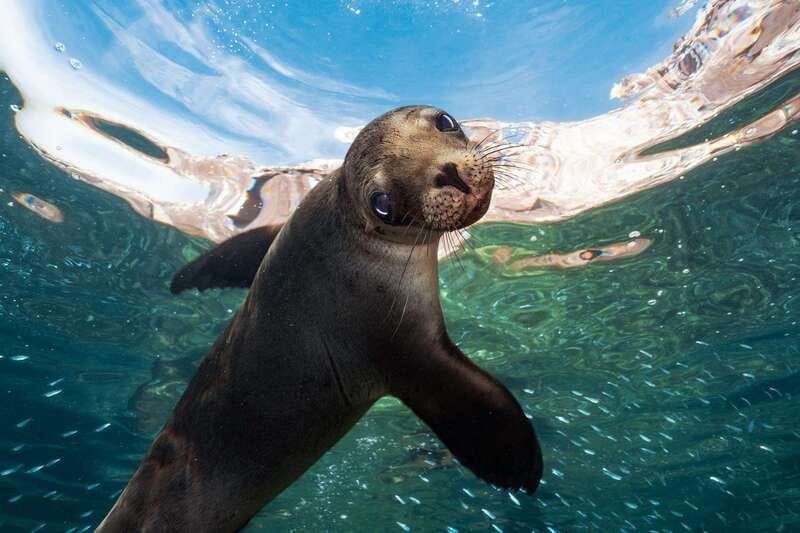 Espiritu Santo Island: Snorkeling Sea Lion Adventure - Los Islotes and the seasonal sea lion rules