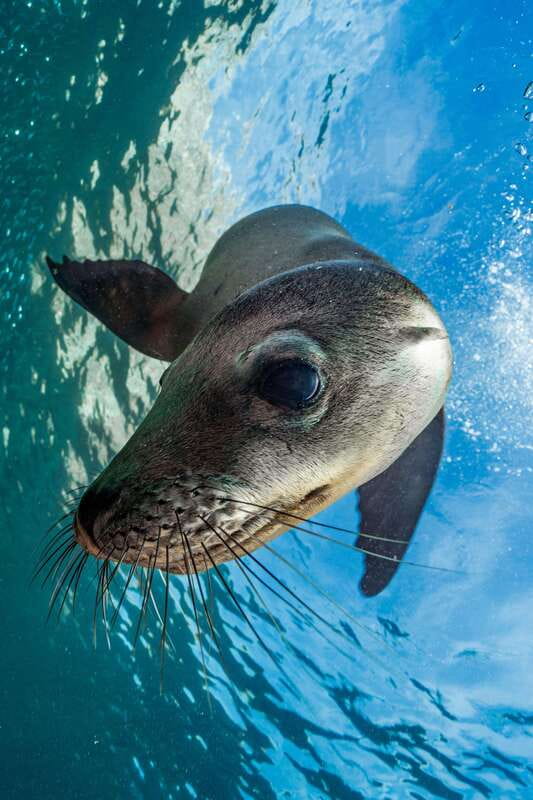 Espiritu Santo Island: Snorkeling Sea Lion Adventure - Lunch on a quiet Espíritu Santo beach