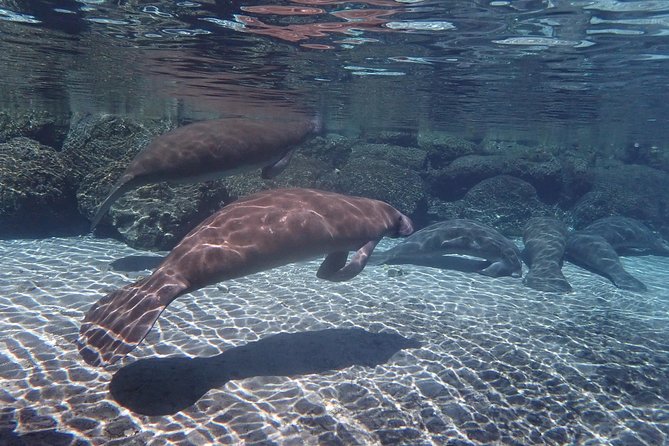 Exclusive Small Group VIP Heated Manatee Snorkel Tour - The snorkel encounter