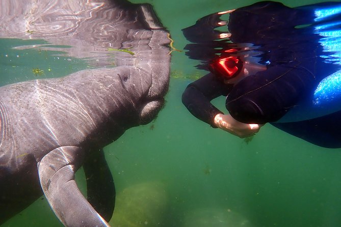 Exclusive Small Group VIP Heated Manatee Snorkel Tour - Who will enjoy this trip most