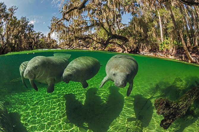 Exclusive Small Group VIP Heated Manatee Snorkel Tour - A gentle cruise through Kings Bay