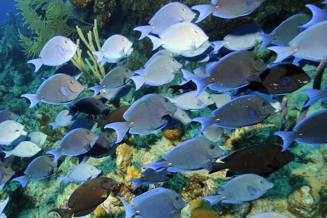 Exclusive Supreme Snorkeling Tour - A small boat, with some important caveats