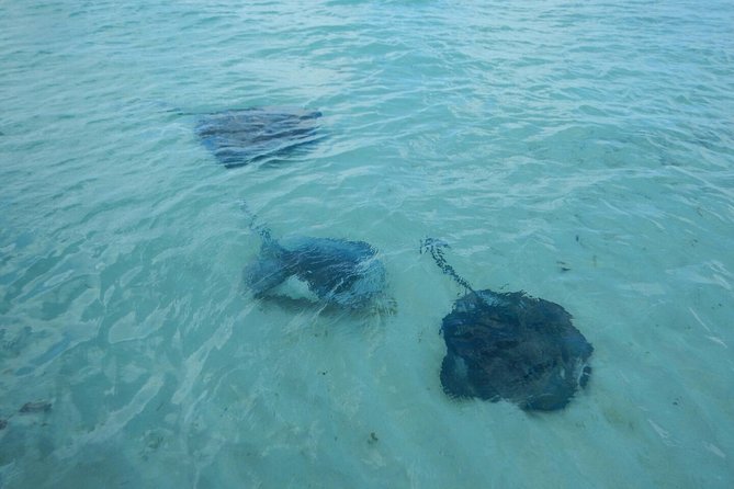 Exclusive Supreme Snorkeling Tour - What the crew adds to the day
