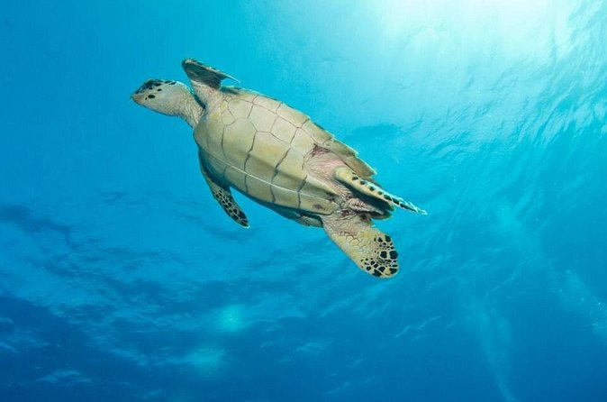Exclusive Supreme Snorkeling Tour - The weather can rewrite the itinerary