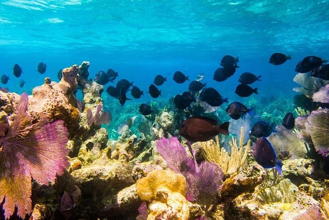Exclusive Supreme Snorkeling Tour - Conch turns lunch into a local lesson