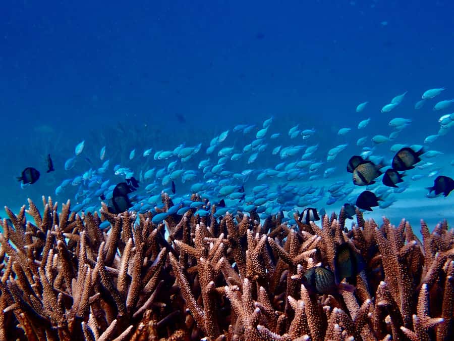 Exmouth: Guided Ningaloo Reef Snorkel Adventure - Two Ningaloo Reef sites in one carefully timed day