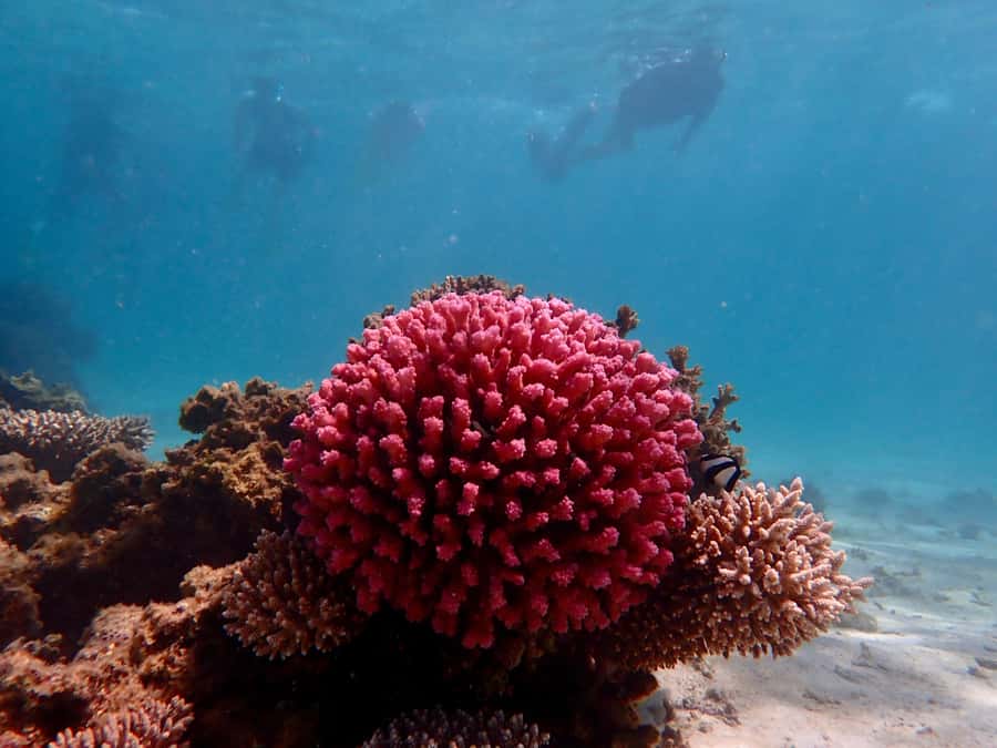 Exmouth: Guided Ningaloo Reef Snorkel Adventure - A useful break for lunch in Cape Range National Park