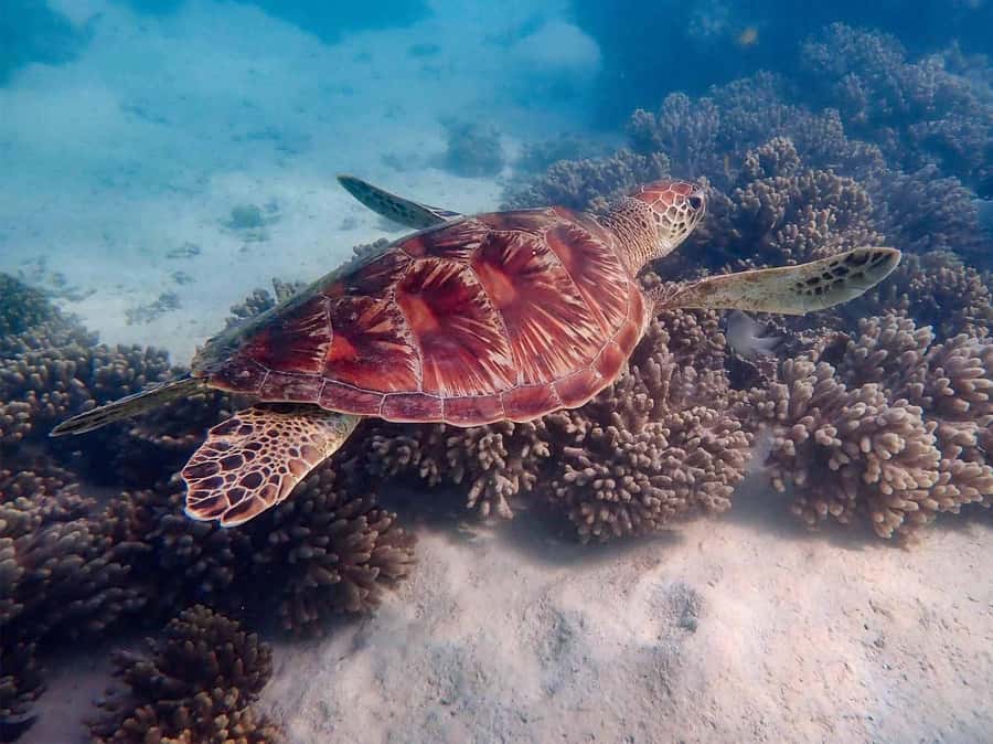 Exmouth: Guided Ningaloo Reef Snorkel Adventure - Turquoise Bay, the first major water stop