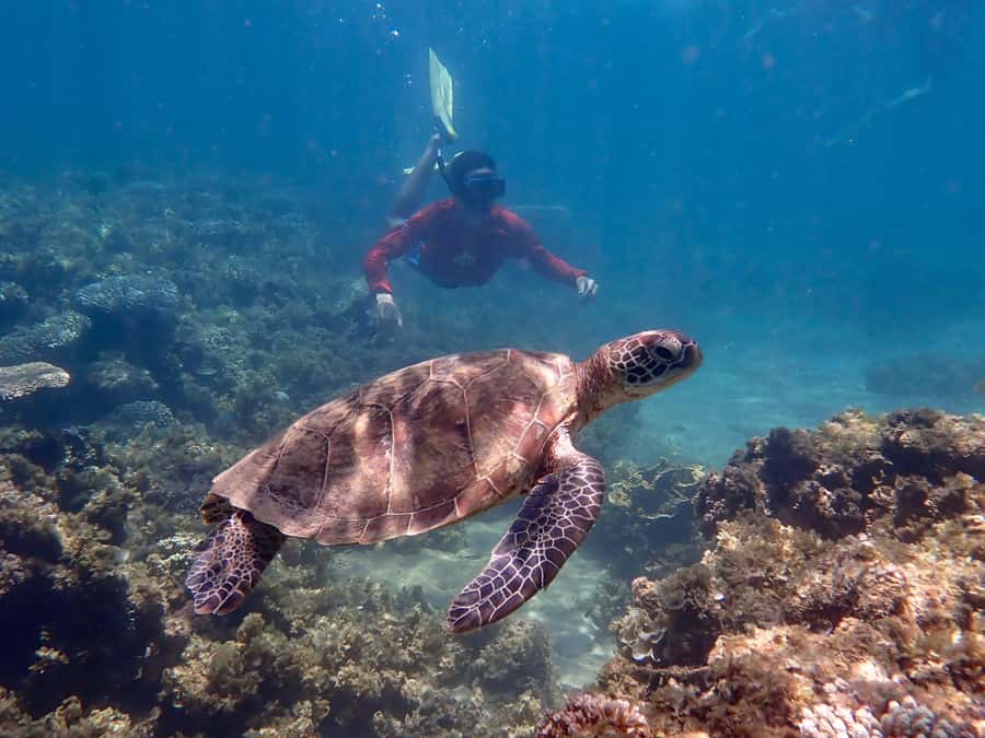 Exmouth: Half Day Turtle Kayak & Snorkel Tour - Snorkeling from a kayak-only mooring