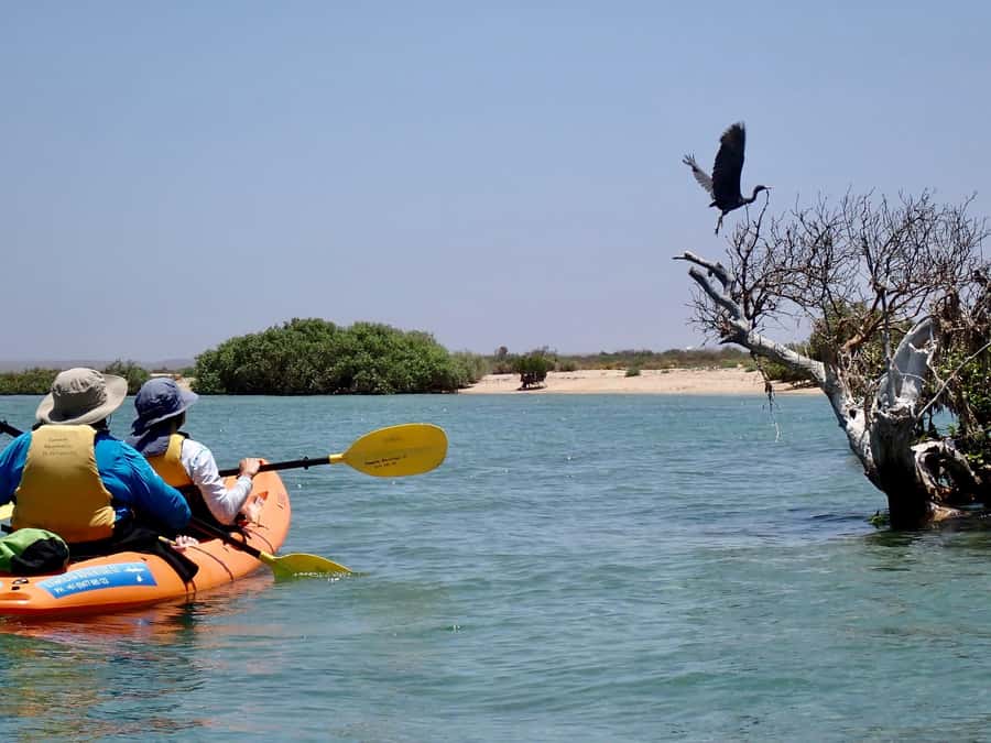 Exmouth: Half Day Turtle Kayak & Snorkel Tour - The guides make the difference