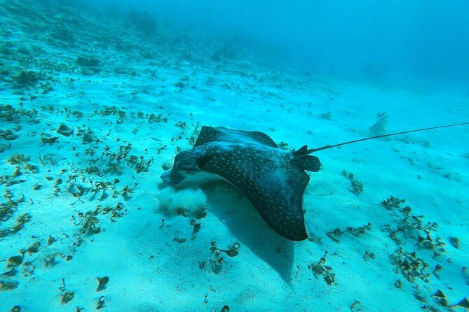 Experience Guided Snorkeling in Costa Maya - Key points to know before you book