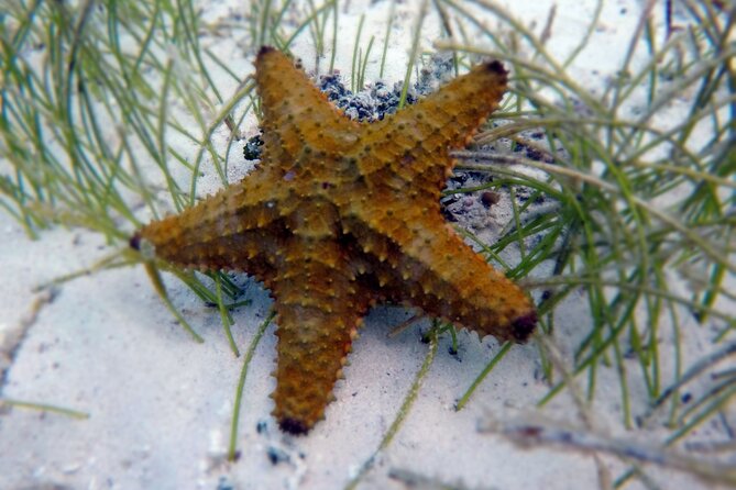 Experience Guided Snorkeling in Costa Maya - What the $30 price really gets you